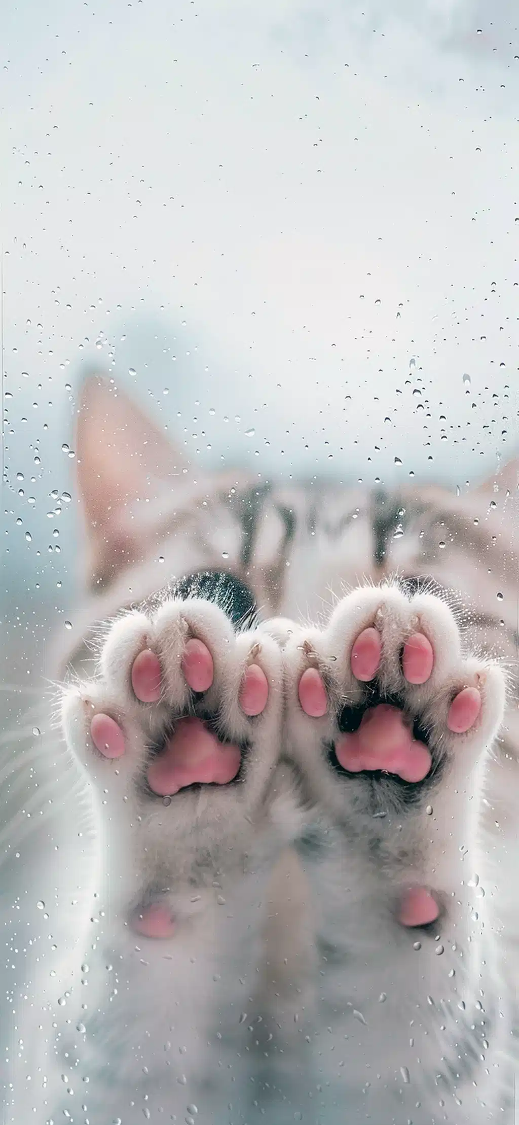 Cute Kitten Stretching Paws Up