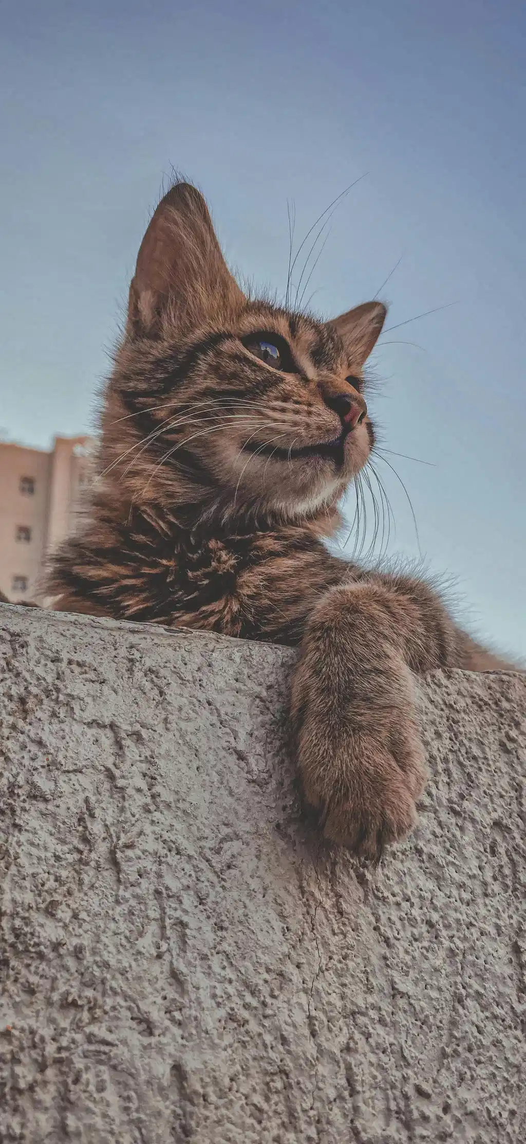 Fluffy Brown Cat Sitting Stone Wall