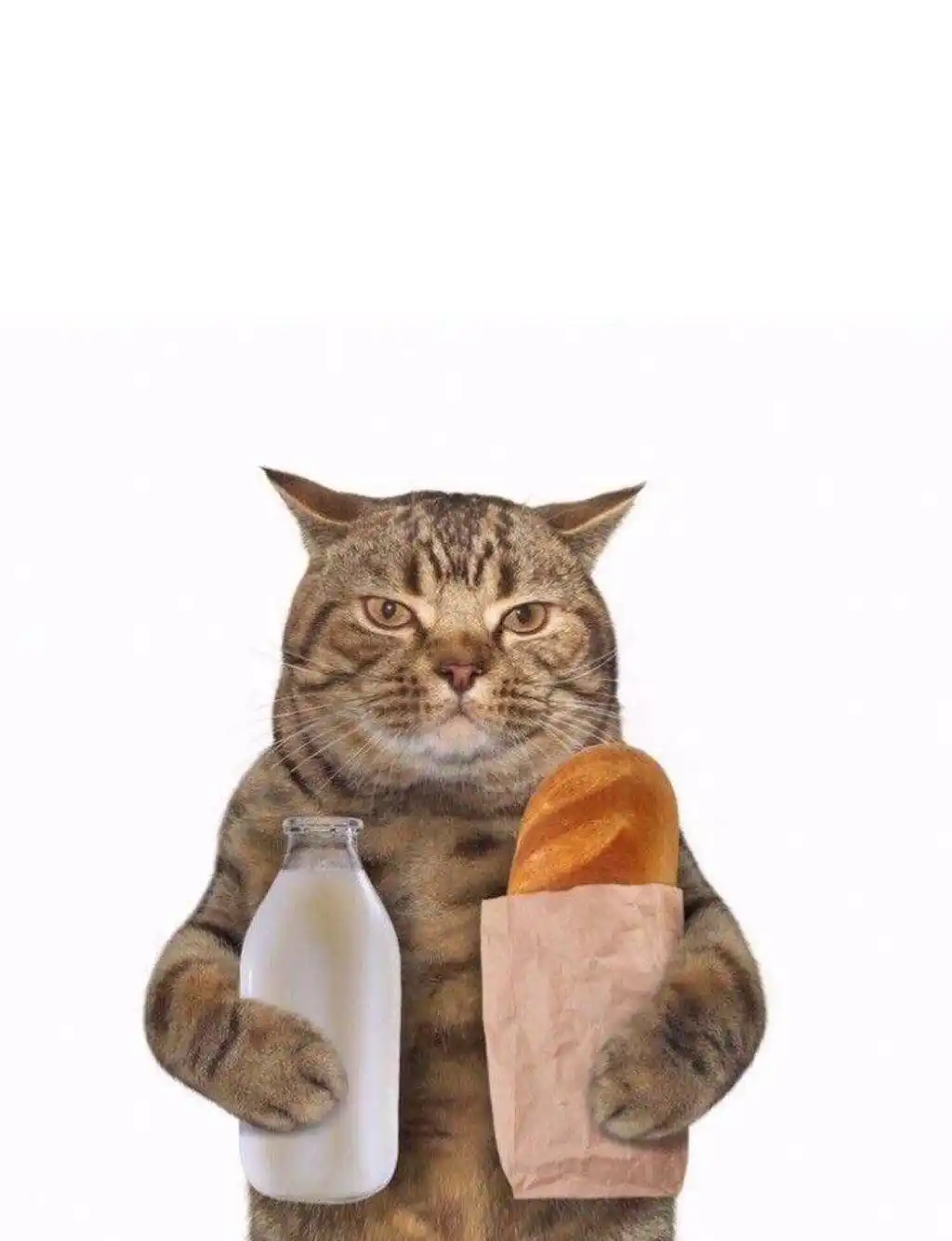 Funny Cat Holding Grocery Bag Baguette