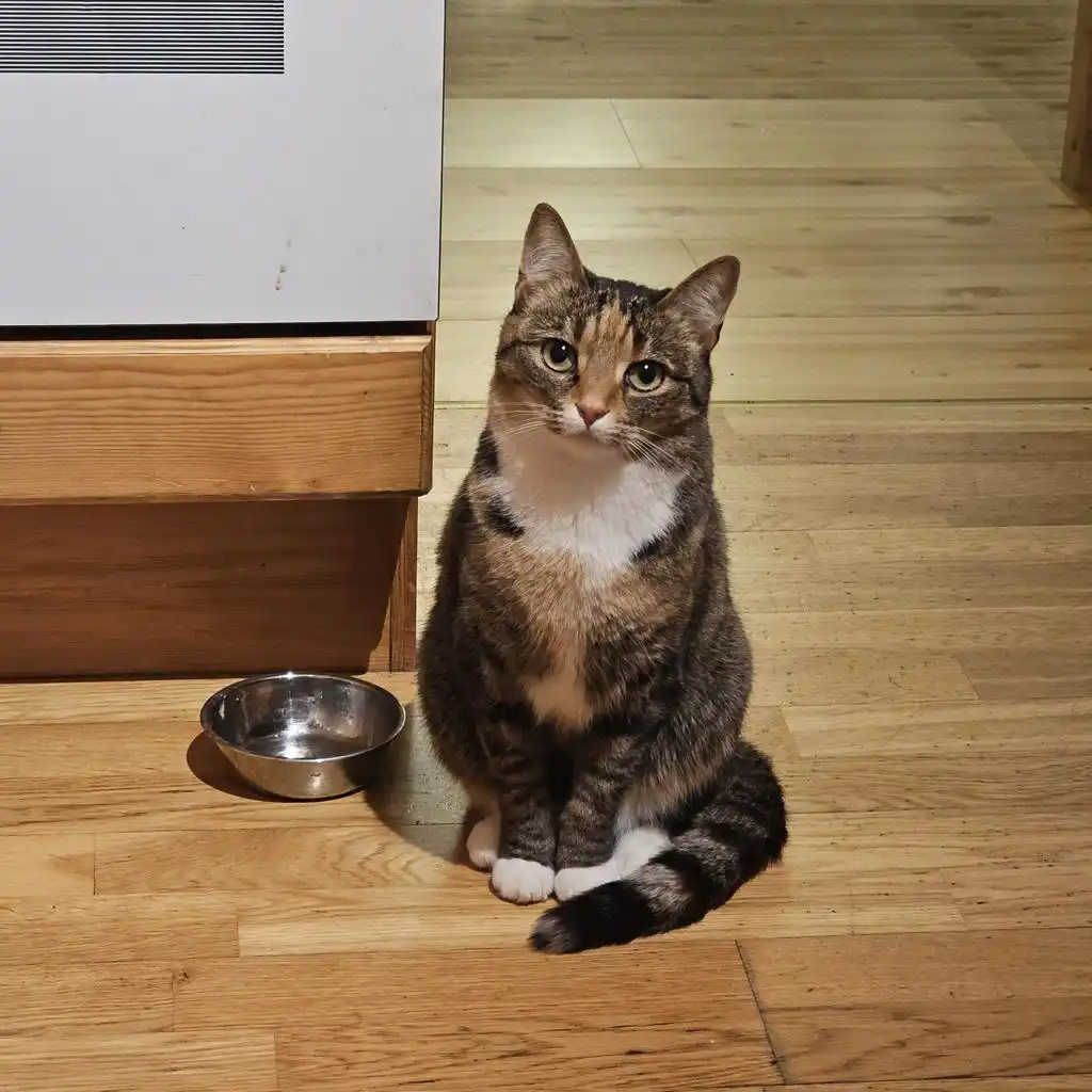 Tabby Cat Sitting Wooden Floor