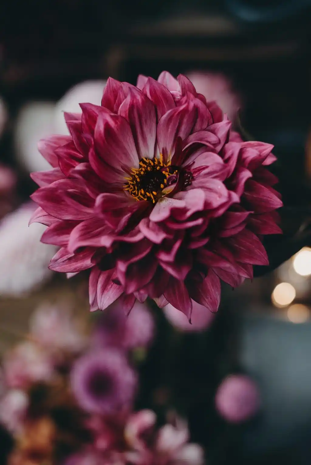 Deep Pink Dahlia Flower Macro