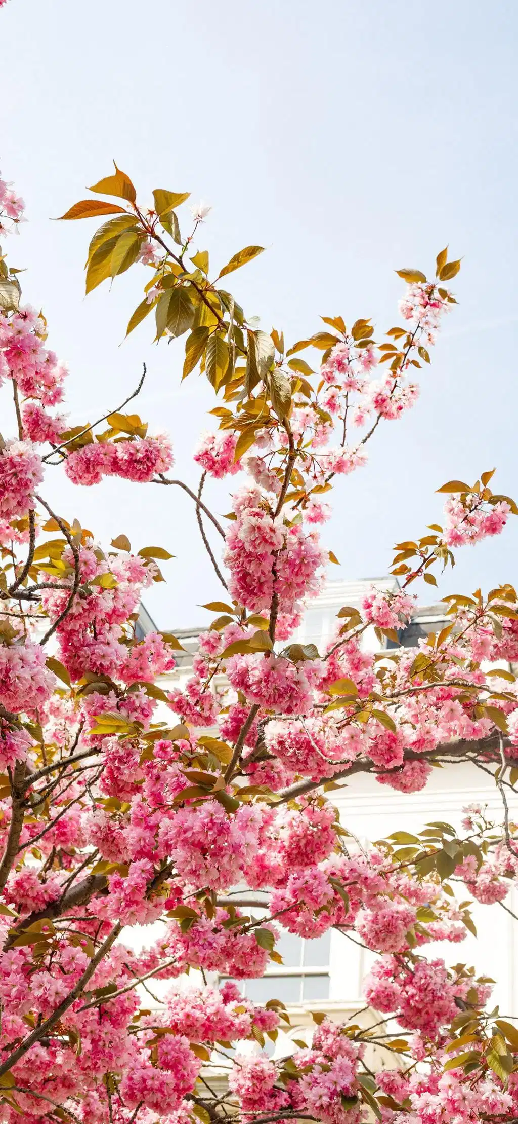 Pink Cherry Blossom Flowers Branch