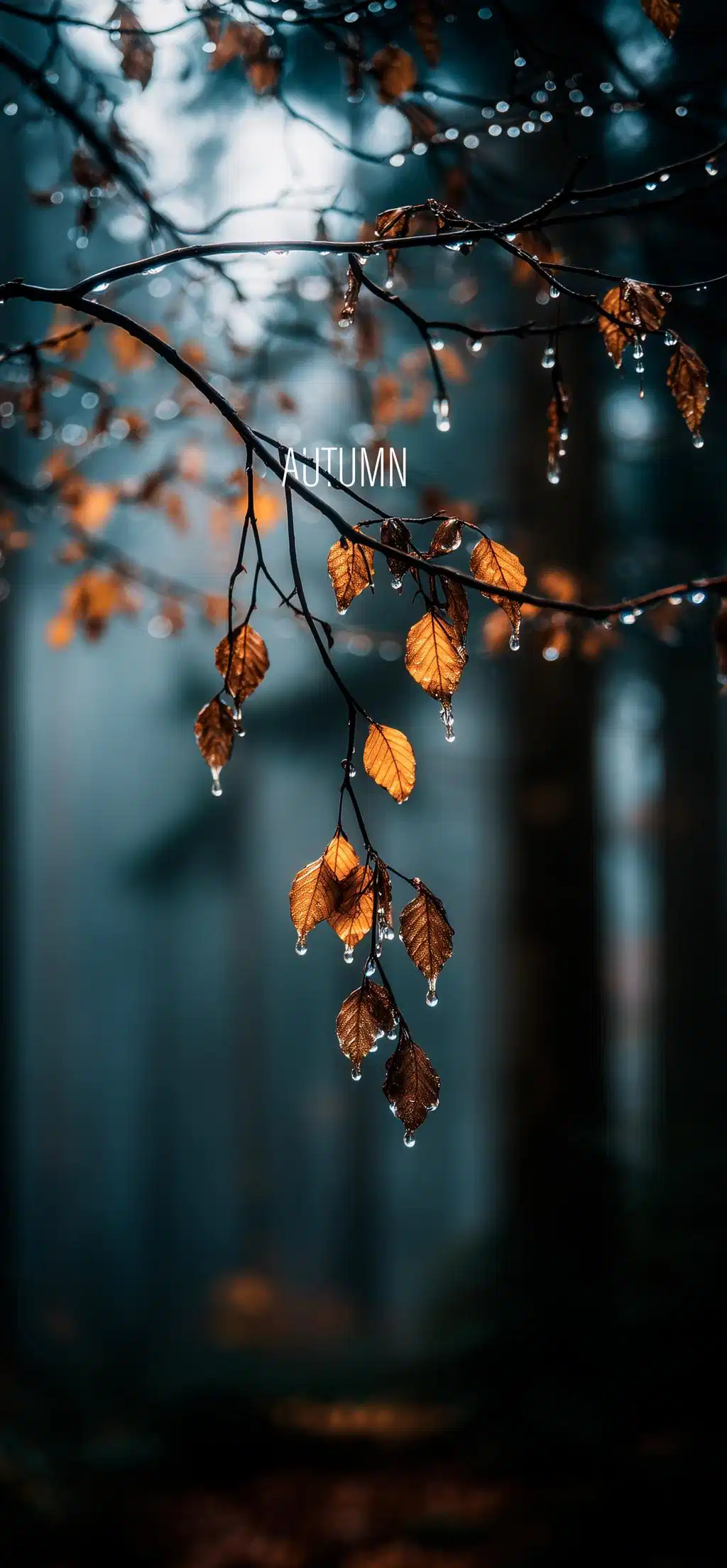 Dark Autumn Forest Trail