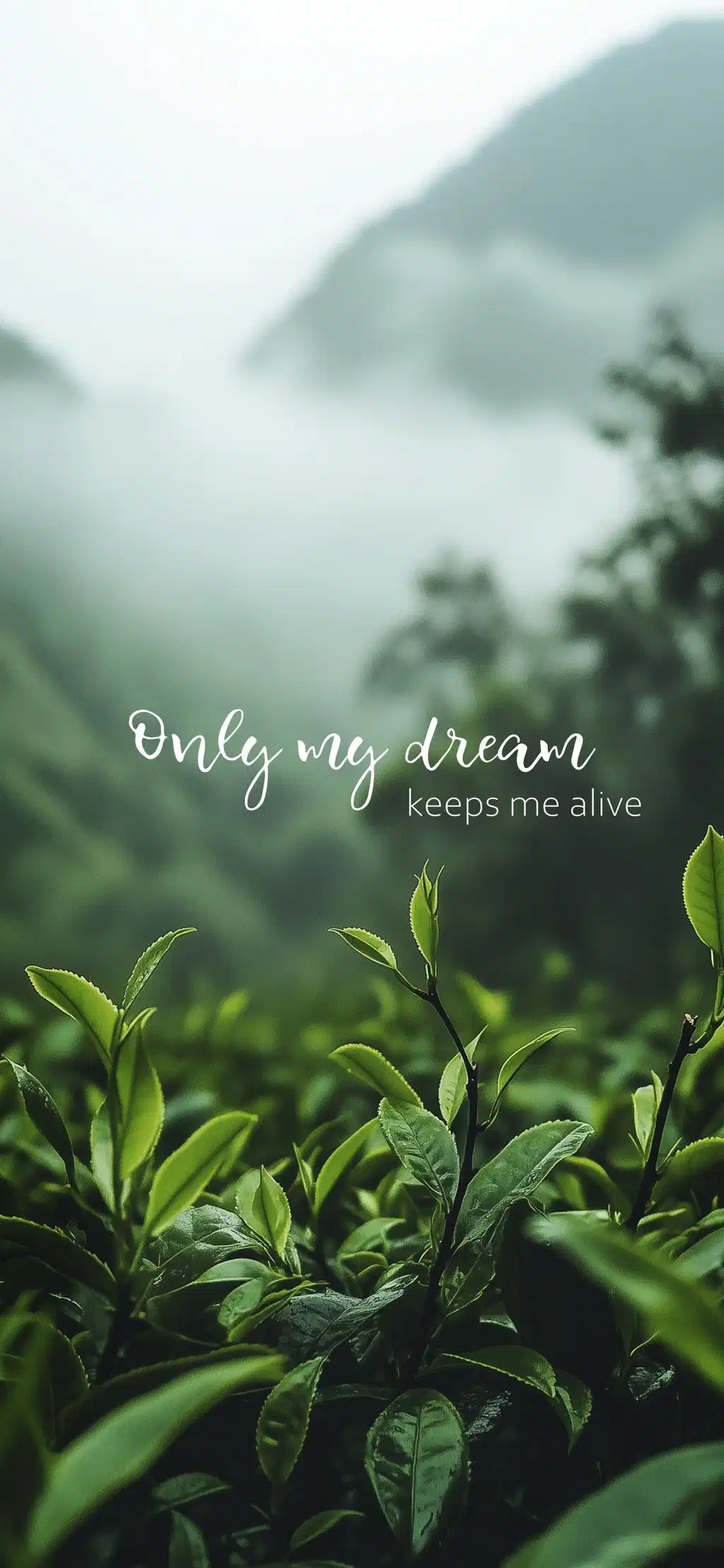 Dense Green Ferns