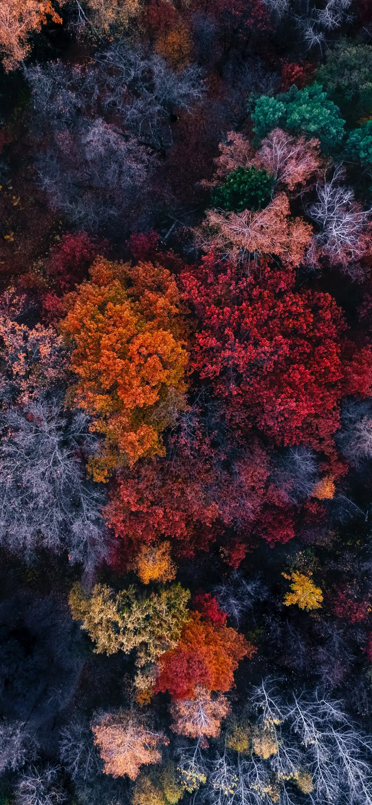 Red Purple Autumn Bushes