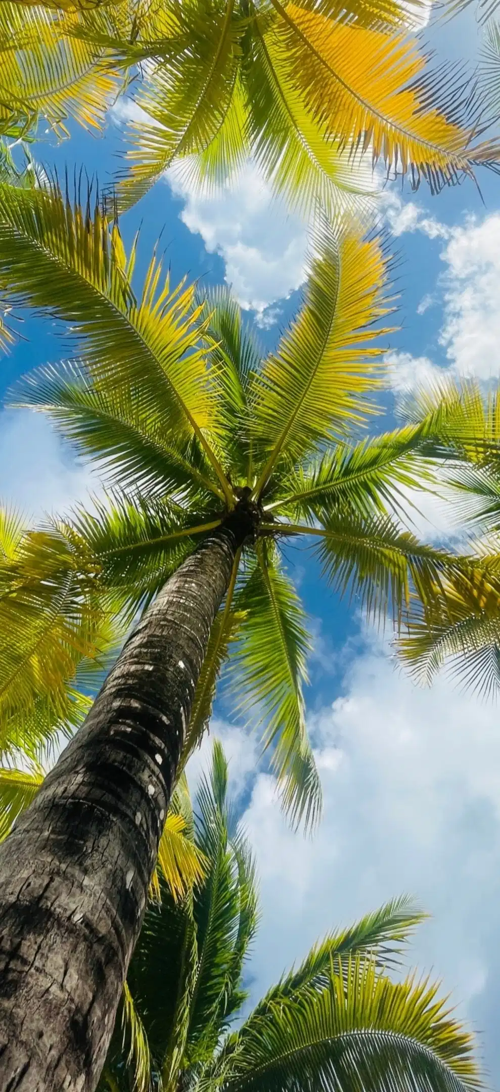 Tropical Palm Tree Sky